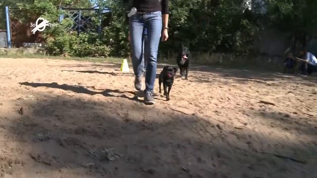Общий курс дрессировки в Самаре смотреть онлайн