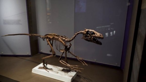 Journey Through the Age of Dinosaurs | World-Renowned Royal Tyrrell Museum of Paleontology【4K】