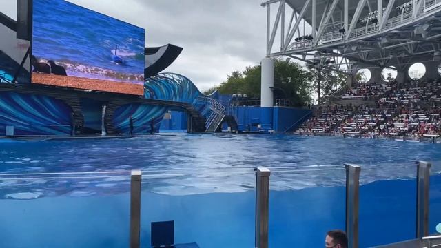 Sea World - Orca Encounter SPLASH | Killer Whale смотреть онлайн