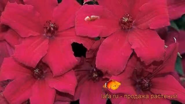 Клематис крупноцветковый Кардинал Вишинский ? обзор: как сажать, саженцы клематиса смотреть онлайн