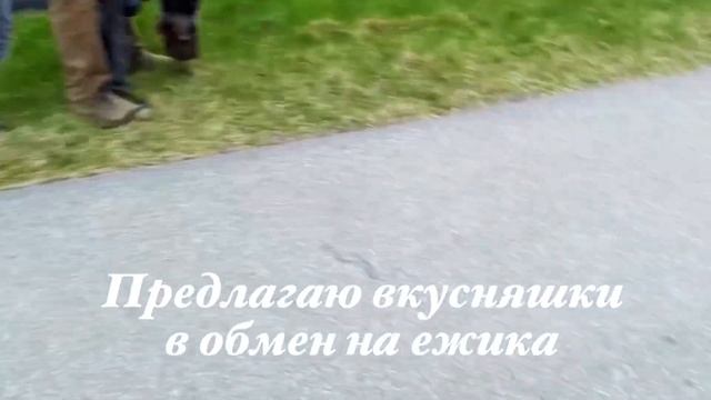 Дратхаар//Как отнять ежика у охотничьей собаки//Новые знакомства смотреть онлайн