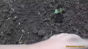 Ранняя Рассада Белокочанной Капусты!Посадка в открытый грунт.