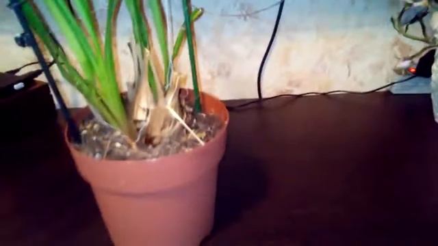 Уход за цимбидиумом смотреть онлайн