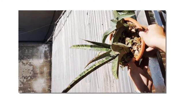 Sansevieria Cleopatra