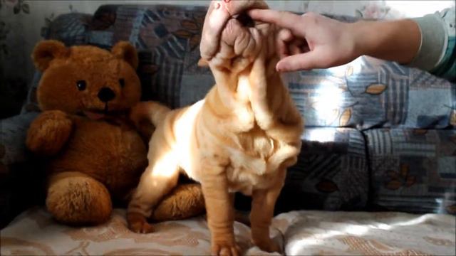 СБ Жалейка абрикосочка смотреть онлайн