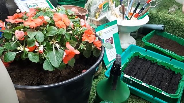 ЭТОТ ЦВЕТОК ЦВЕТЕТ КРУГЛЫЙ ГОД посейте обязательно Бальзамин из семян смотреть онлайн