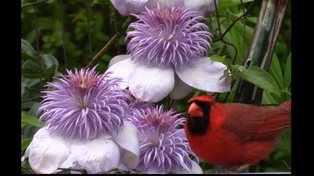 Male Cardinal and "Blue Light" Clematis May 25, 2020 смотреть онлайн