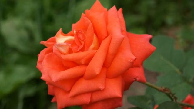 Сухарев О.С. - Только встречу улыбку твою (розы).mp4 смотреть онлайн