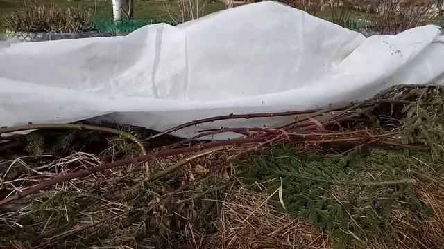 ежевика зима 2020 смотреть онлайн