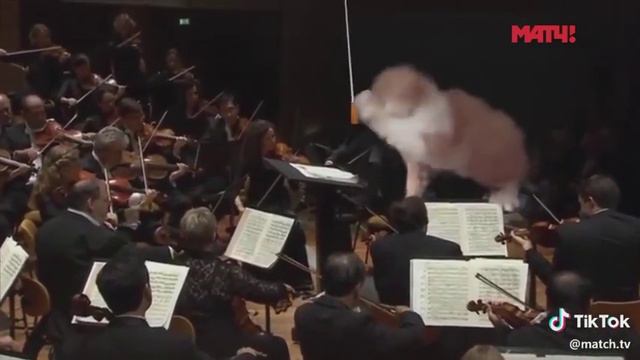 Котики ....почему я хочу плакать смотреть онлайн