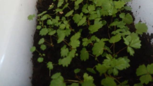 Выращивание ягод в домашних условиях. смотреть онлайн