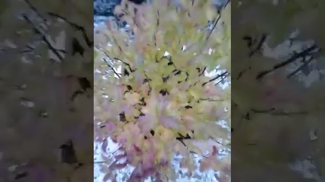 Spiraea Japonica ‘Anthony Waterer’ Rosacées-Spirée Japonaise