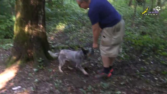 Хилер Чери, раскачка по деревьям, дрессировка и мотивация смотреть онлайн