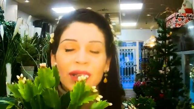 Cactus de navidad | Cómo mantenerlo bien florido en estas fiestas смотреть онлайн