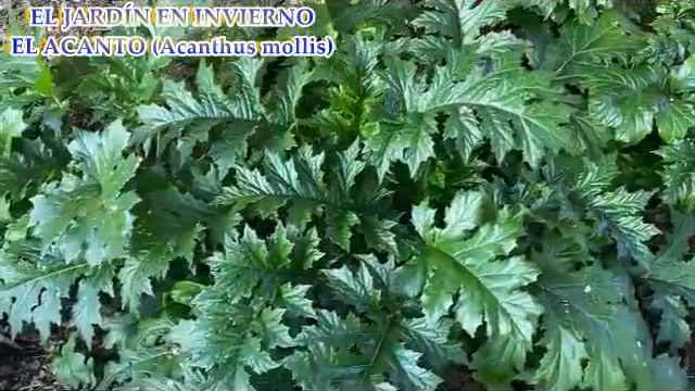 EL JARDÍN EN INVIERNO - EL ACANTO смотреть онлайн