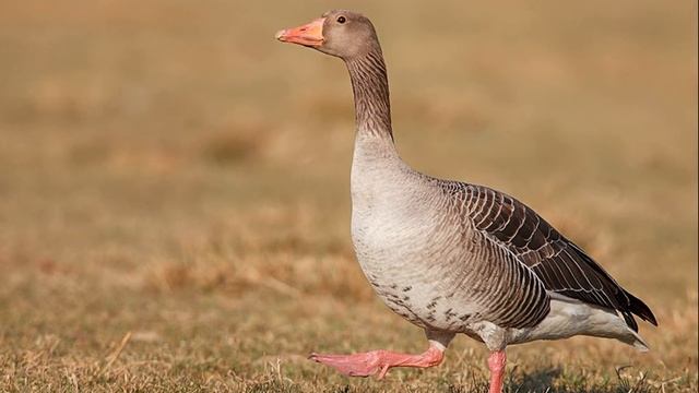 ? ?ЭФФЕКТИВНЫЕ СПОСОБЫ ОХОТЫ ГУСЯ! смотреть онлайн