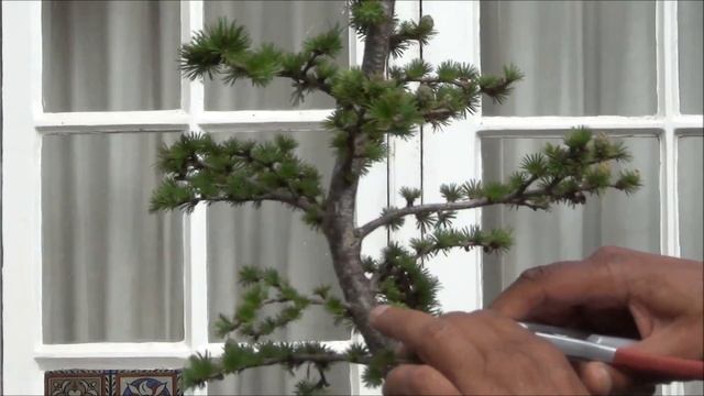 Bonsai - How To Make a Bonsai Tree from Nursery Stock - Larch Larix decidua (European Larch) смотреть онлайн