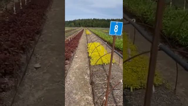 Уже готовим черенки для древесного черенкования, а сейчас хотел напомнить как это выглядит летом. смотреть онлайн
