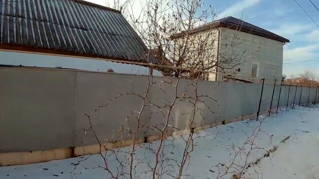 Зизифус плоды зимой смотреть онлайн