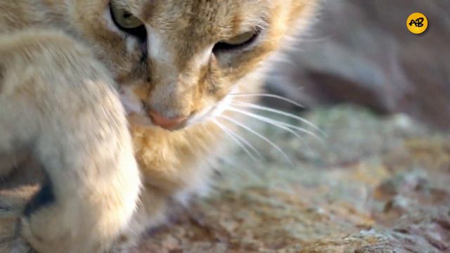 10 Ways You Are Hurting Your Cat Without Realizing смотреть онлайн