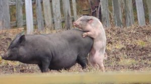 Спаривание свиней