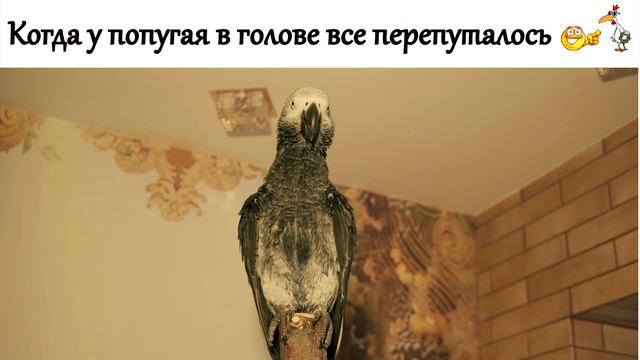 Когда у попугая в голове все перепуталось🤪_Че орешь, пойдем купаться😂/funny animal #Shortsvideos смотреть онлайн