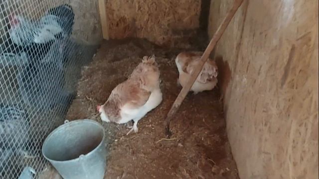 АВТОНОМНЫЙ КРУГЛОГОДИЧНЫЙ КУРЯТНИК НА 50 КУР                         с автономией по вашему желанию