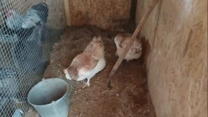 АВТОНОМНЫЙ КРУГЛОГОДИЧНЫЙ КУРЯТНИК НА 50 КУР                         с автономией по вашему желанию