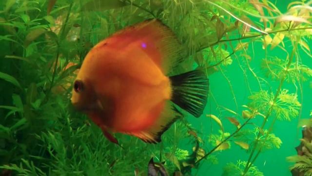 Дискусы. Discus. смотреть онлайн
