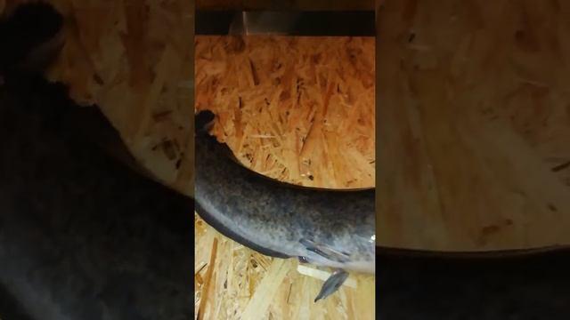 Африканский сом. Советы по отбору самцов и самок для получения и оплодотворения икры смотреть онлайн