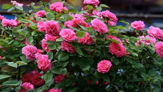 Как ухаживать за розами в саду смотреть онлайн