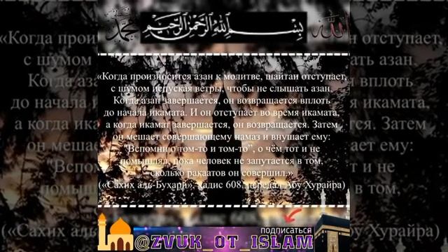 Почему во время Азана воют собаки