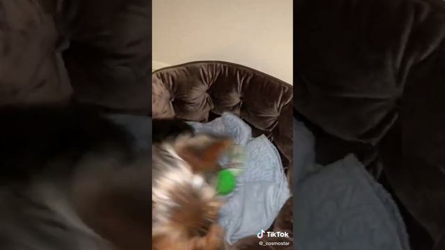 Amazing Yorkshire Terriers Funny Tik Tok Compilation #2