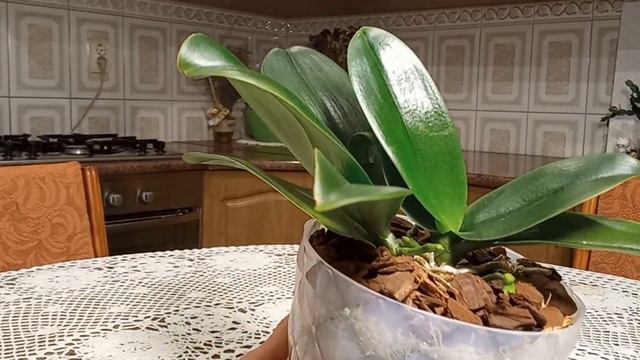 Результат після пересадки орхідеї ,,Little Zorro"🪴🌱🌼 смотреть онлайн