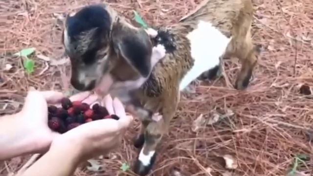 peace | meditation | yoga | mantra | hill | waterfall | animals | green land | soft winds | ? goat смотреть онлайн