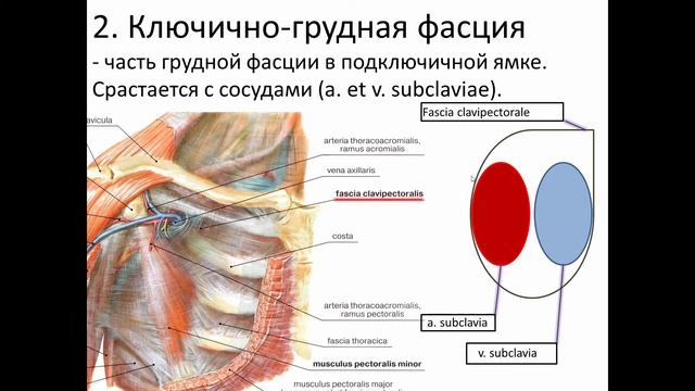 Фасции Мышц Груди
