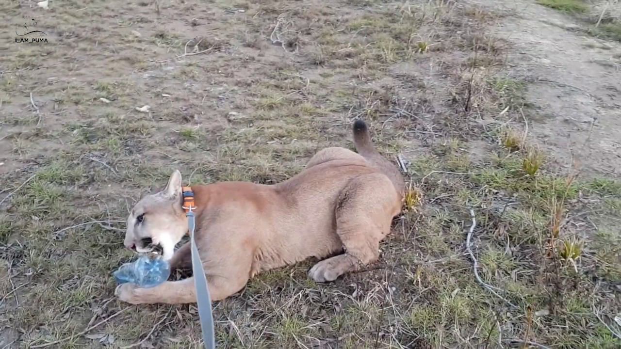 Месси убирает берег от мусора!