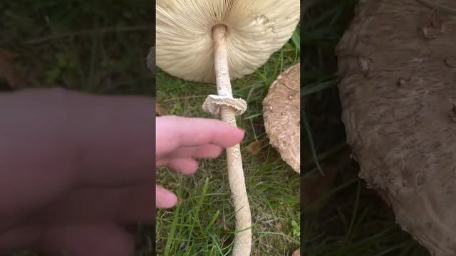 Домашние рецепты