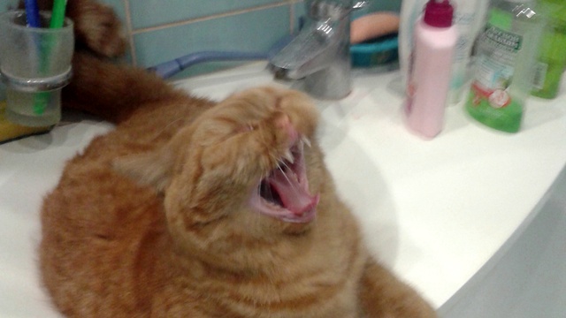 Прикольное мяуканье ката!!!