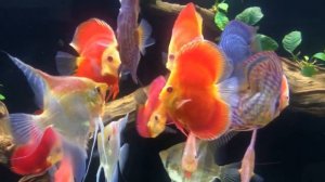 Кормление дискусов и Альтумов от Nguyễn Anh Thắng