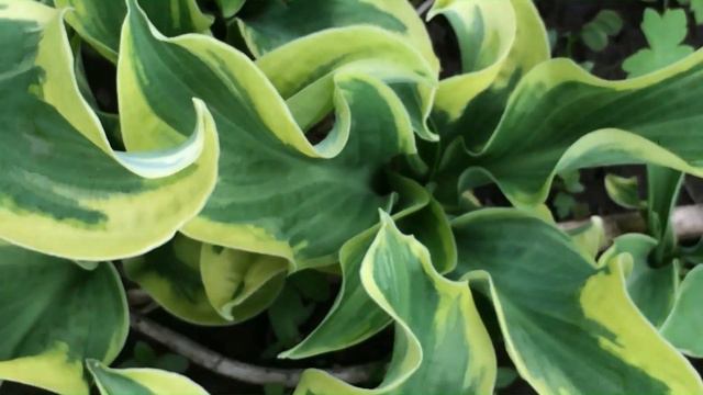 Хоста 'Wheee!'#hosta #hostawheee #хост #хоставий #хостауиии смотреть онлайн