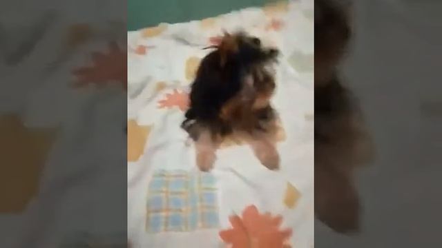 Щенок йорка играется и кусается смотреть онлайн