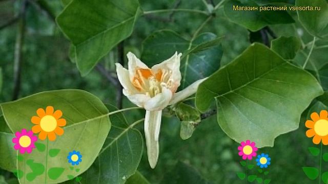 Лириодендрон тюльпанный Интагрифолия. Краткий обзор, описание liriodendron tulipifera Integrifolium смотреть онлайн
