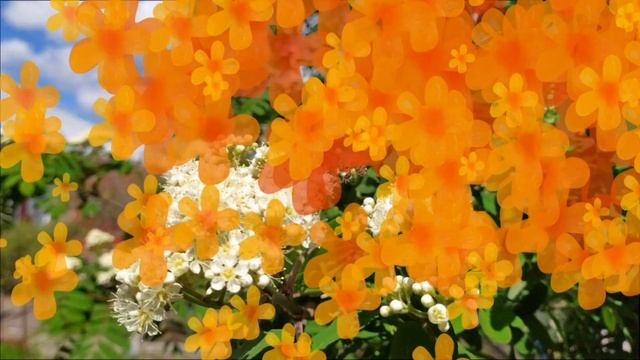 Цветет рябина на медовый спас. Валентина Пушкарь смотреть онлайн