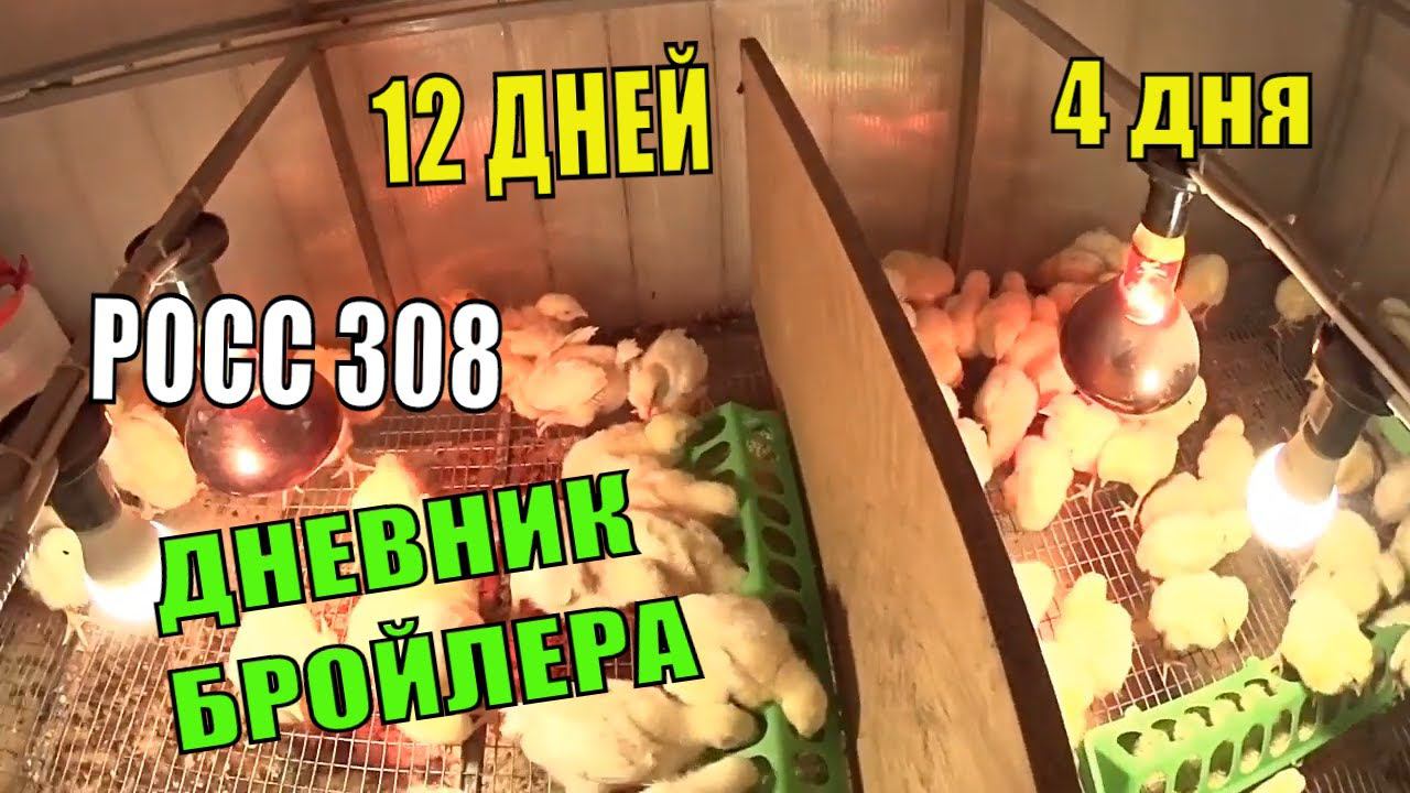 Цыплята бройлера РОСС 308 ( 12 СУТОК) Динамика роста, кормление Профилактика кокцидиоза смотреть онлайн