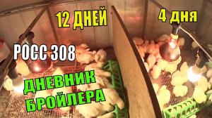 Цыплята бройлера РОСС 308 ( 12 СУТОК) Динамика роста, кормление Профилактика кокцидиоза