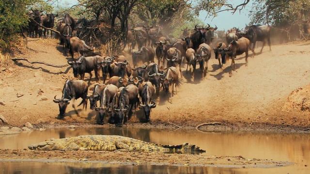 Национальный парк Серенгети / Serengeti