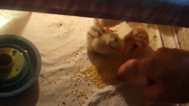 содержание и кормление суточных цыплят смотреть онлайн