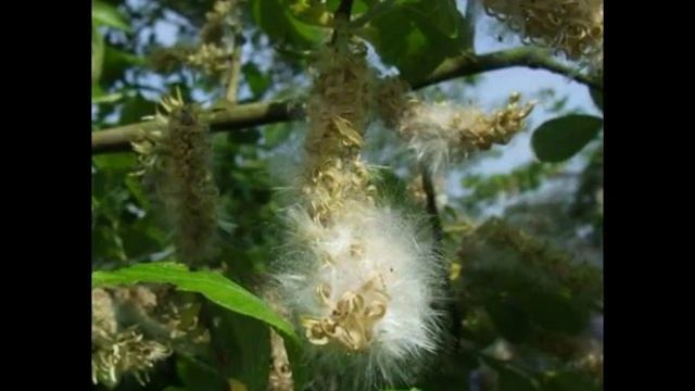 Salix cinerea смотреть онлайн