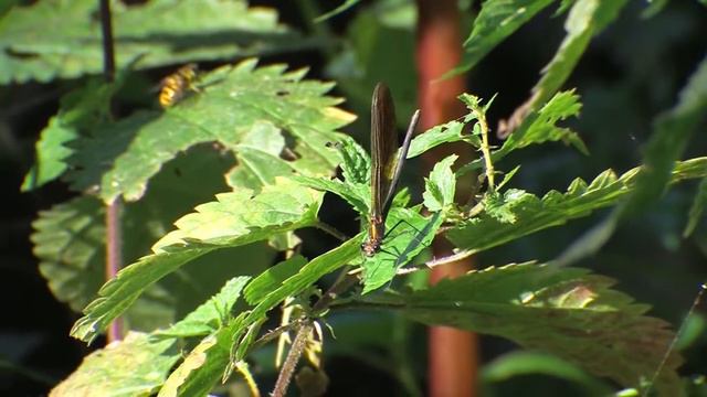 "Glimpsing the Jewels of Nature: Exploring the Mesmerizing World of Calopterygidae Damselflies!" смотреть онлайн